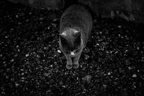 Verlaten Straatkatten Zwerfdieren Huisdieren — Stockfoto