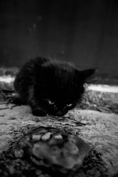 Detalhe Gatos Abandonados Desabrigados Cuidados Com Animais — Fotografia de Stock