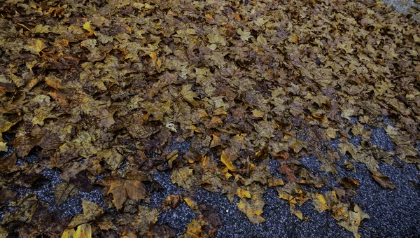 Folhas Caídas Devido Mudança Estação Outono Frio Floresta — Fotografia de Stock