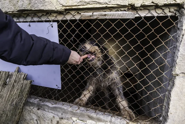Perro Encerrado Jaula Animales Abandonados Mascotas — Foto de Stock