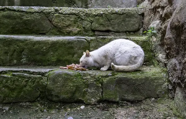 Detail Von Herrenlosen Und Obdachlosen Katzen Tierpflege — Stockfoto