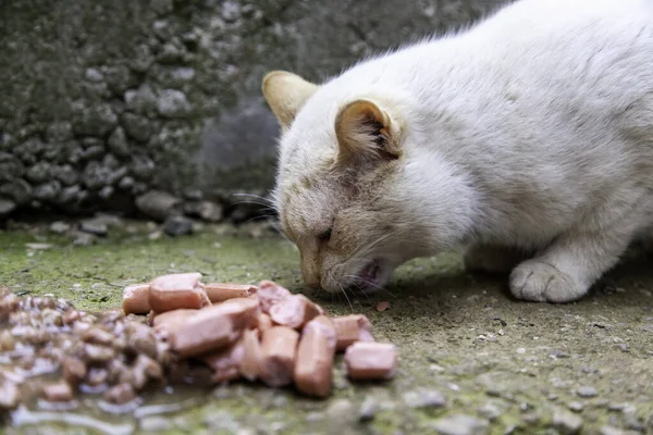 Elhagyott Hajléktalan Macskák Részletes Leírása Állatgondozás — Stock Fotó