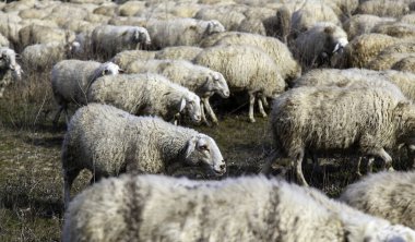 Tarlada, çiftlikte ve evcil hayvan sürüsü