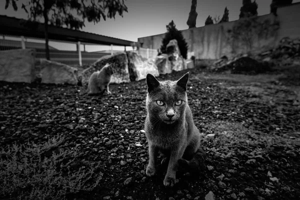 Abandoned Street Cats Stray Animals Pets – stockfoto