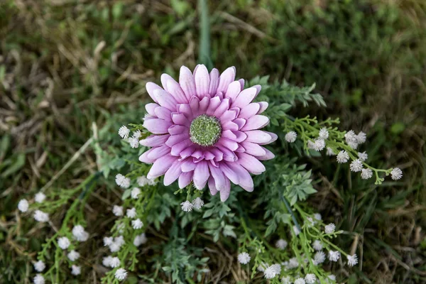 Wilde Blumen Detail Gänseblümchen Und Blütenblätter Strauß — Stockfoto