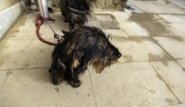 Köpek sokakta bağlı, evcil hayvanlar, evcil hayvanlar...