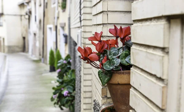 Pots Fleurs Dans Rue Avec Des Plantes Centre Urbain Tourisme — Photo