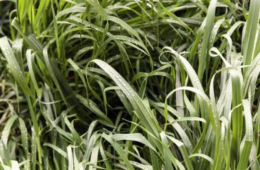 Doğadaki, çevredeki ve hayattaki yağmurlu günün ayrıntıları