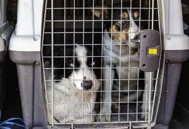 Çoban köpekleri ve hayvanlar için ulaşım detayları
