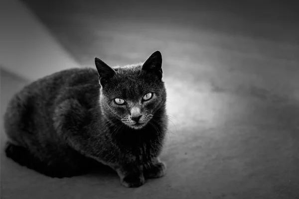 Detalj Katt Övergiven Gatan Ensamhet Och Hunger — Stockfoto