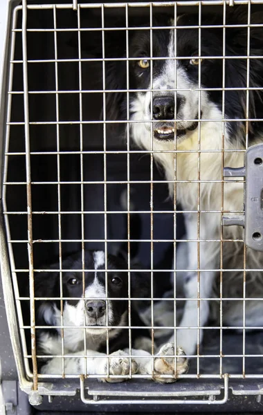 Szállítás Részletei Juhászkutyák Kedvtelésből Tartott Állatok Számára — Stock Fotó