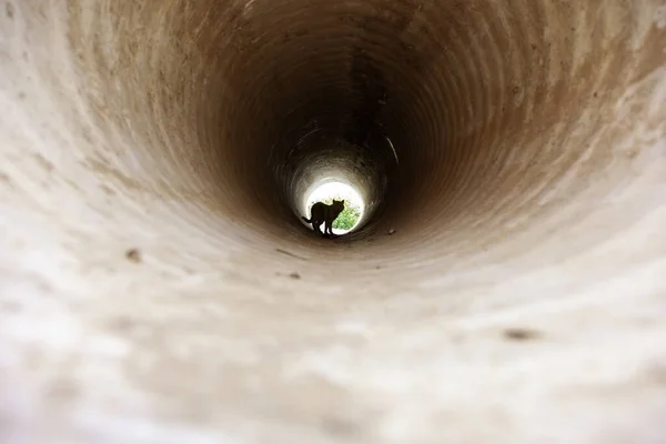 Şehirdeki Bir Borudaki Vahşi Kedi Ayrıntıları Terk Edilme — Stok fotoğraf