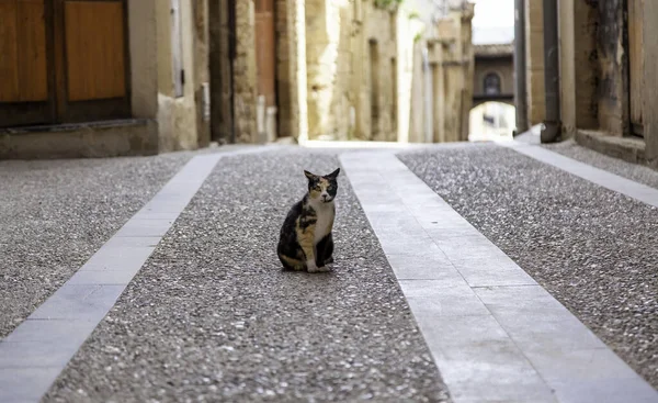 Terk Edilmiş Sokak Kedileri Başıboş Hayvanlar Evcil Hayvanlar — Stok fotoğraf