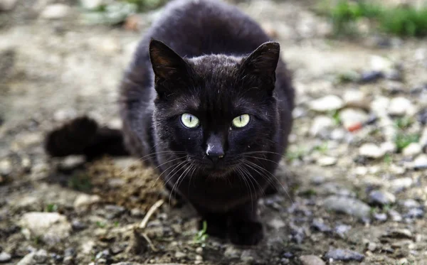 Abandoned Street Cats Stray Animals Pets — Stock Photo, Image