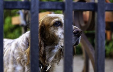 Köpek kafeste, terk edilmiş hayvanlar.