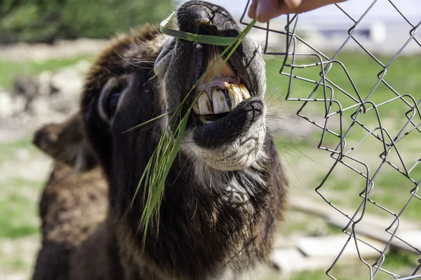 Funny Field Donkey Wild Animals Mammals —  Fotos de Stock