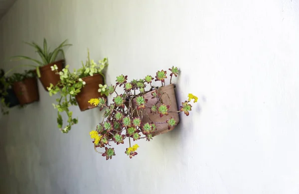 Vasos Com Plantas Flores Parede Decoração — Fotografia de Stock