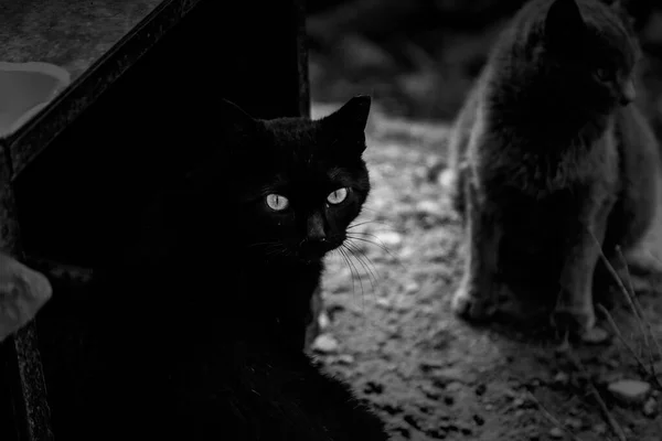 Detalhe Abandono Solidão Abuso Animais — Fotografia de Stock