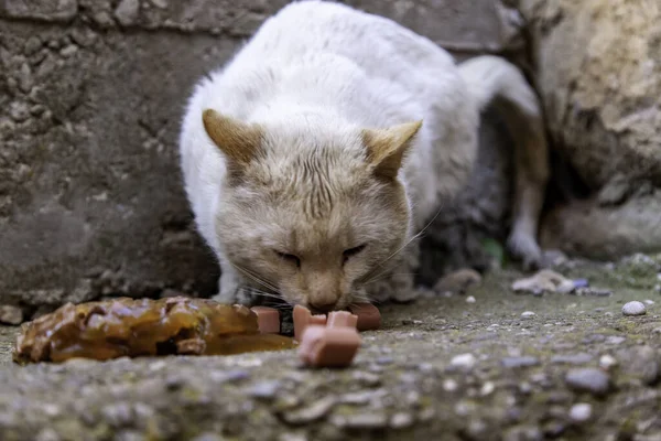 Terk edilmiş ve evsiz kedilerin detayları, hayvan bakımı.