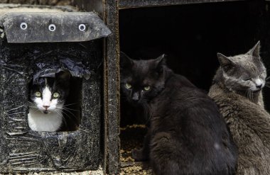 Terk edilmiş sokak kedileri, başıboş hayvanlar, evcil hayvanlar