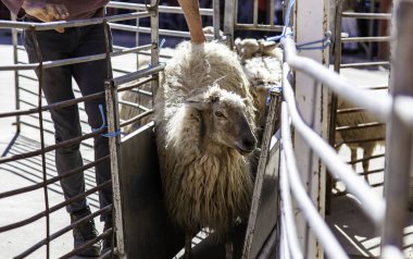Terk edilmiş bir köpekteki üzüntü ve kederin ayrıntıları, taciz ve yalnızlık.