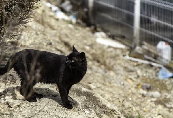 Gato Negro Calle Animales Callejeros Salvajes Mascotas — Foto de Stock
