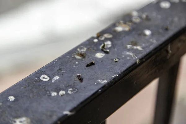 Pigeon Droppings Stained Railing Dirt Infection Plague — ストック写真