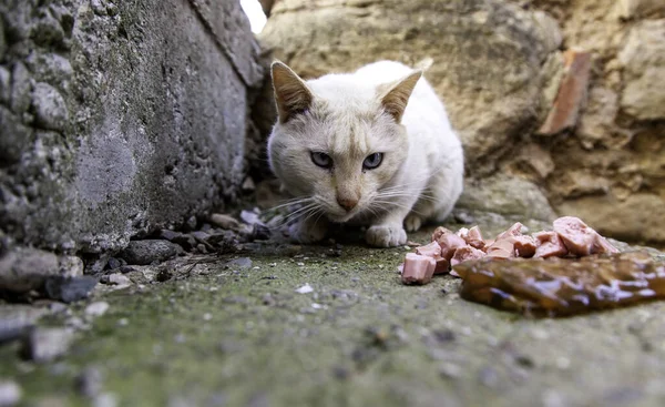 Terk edilmiş ve evsiz kedilerin detayları, hayvan bakımı.