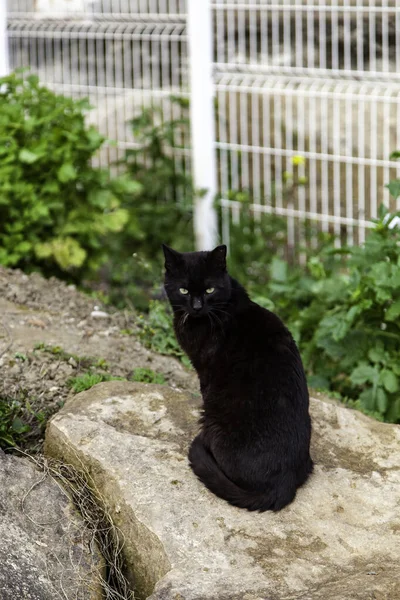 Black Cat Street Wild Stray Animals Pets — Stock Photo, Image