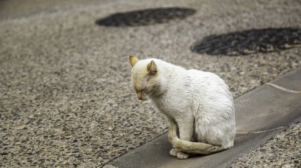 Gatos Rua Abandonados Animais Vadios Animais Domésticos — Fotografia de Stock