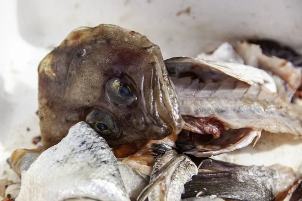 Pudełko Kości Zgniłe Ryby Żywność Odpady Organiczne — Zdjęcie stockowe