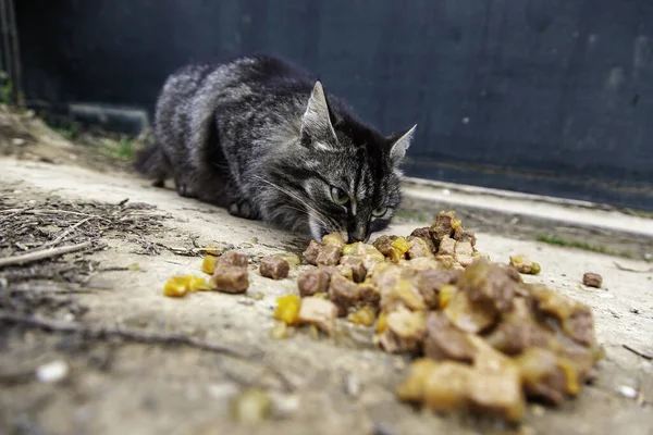 被遗弃和无家可归的猫的详细情况 动物照料 — 图库照片
