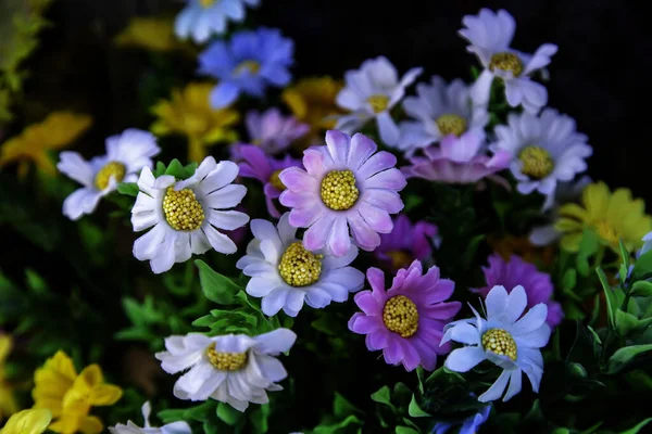 Farbige Gänseblümchen Blumenstrauß Natur Und Landschaft — Stockfoto