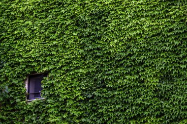 Detail of wall full of green ivy, decoration with plants