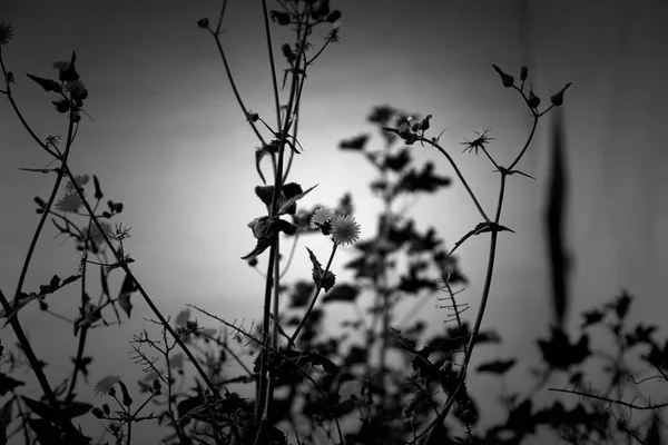 Λεπτομέρεια Από Σκούρα Λουλούδια Ζοφερή Και Τρομακτική Ατμόσφαιρα — Φωτογραφία Αρχείου