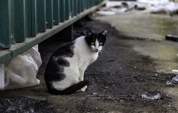 Chats Rue Abandonnés Animaux Errants Animaux Compagnie — Photo