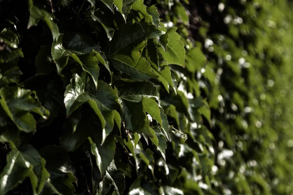 Detail Green Ivy Climbing Wall — Stockfoto