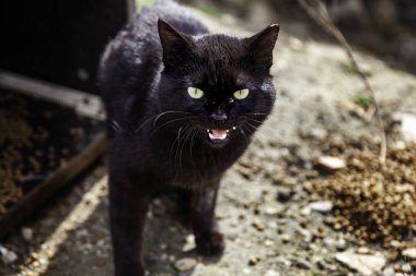 Terk edilmiş sokak kedileri, başıboş hayvanlar, evcil hayvanlar