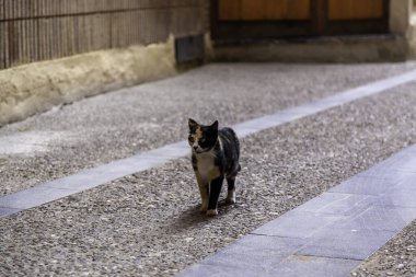 Terk edilmiş sokak kedileri, başıboş hayvanlar, evcil hayvanlar
