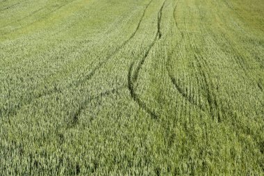 Çimenler ve taze kesilmiş çimenler, doğal manzara.