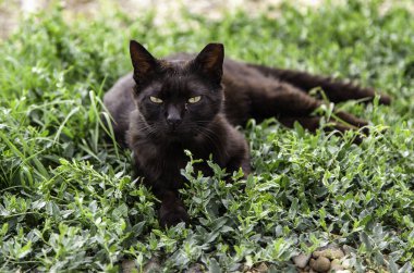 Sahadaki evcil hayvan detayları, kedi.