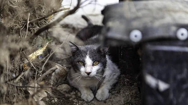 Abandoned street cats, stray animals, pets