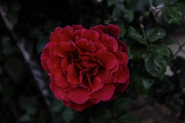 Яскраво Червона Троянда Пелюстками Букетом Святкуванням — стокове фото
