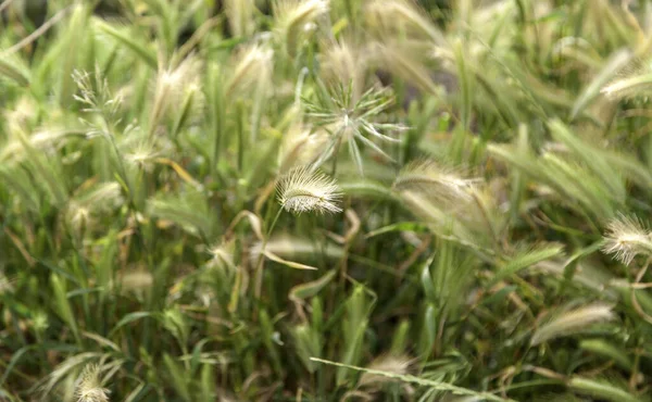 Деталі Тла Пшениці Зернових Врожаю — стокове фото