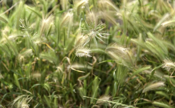 Detalhe Fundo Trigo Cereais Colheita — Fotografia de Stock