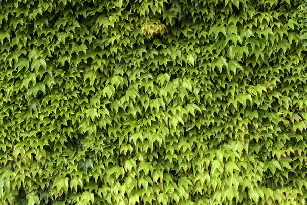Деталь Стены Украшена Зелеными Листьями — стоковое фото