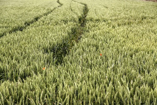 Buğday Mısır Gevreği Hasat Ayrıntıları — Stok fotoğraf