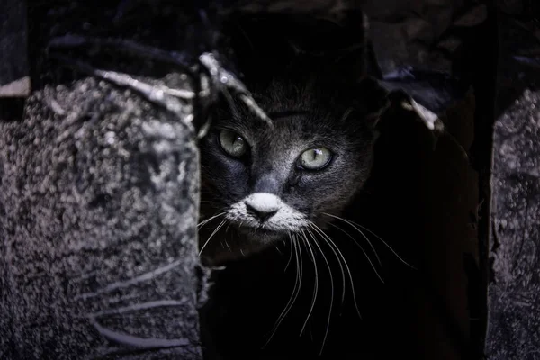거리에 집없는 고양이 — 스톡 사진