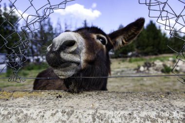 Komik tarla eşeği, vahşi hayvanlar, memeliler