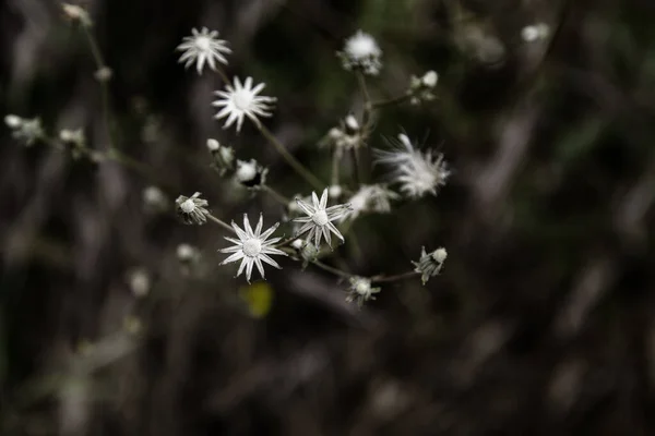 Detalj Torra Och Döda Blommor Naturen — Stockfoto